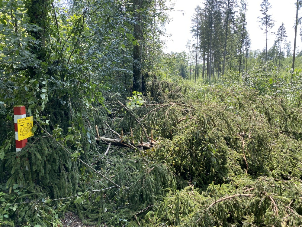 Fallen trees blocking the trail